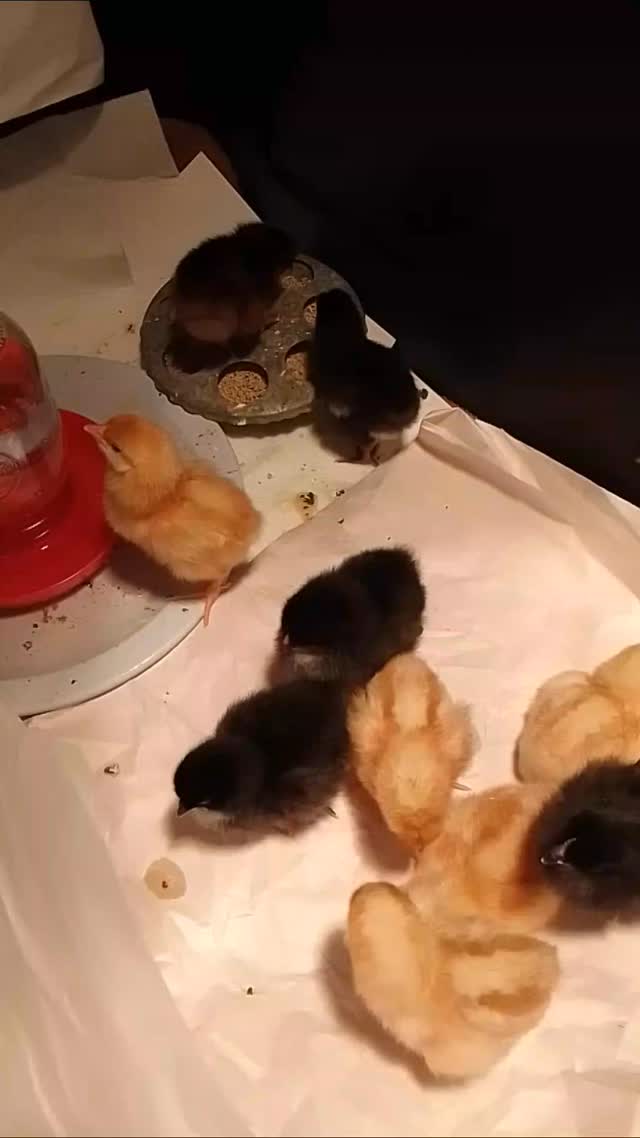 One day old! Peep peep. 💛