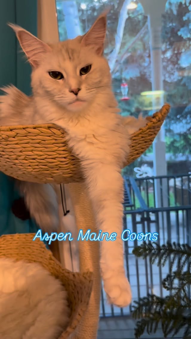 #mainecoonsofinstagram #mainecoonlovers #mainecoonlife #aspenmainecoons #mainecooncatlovers