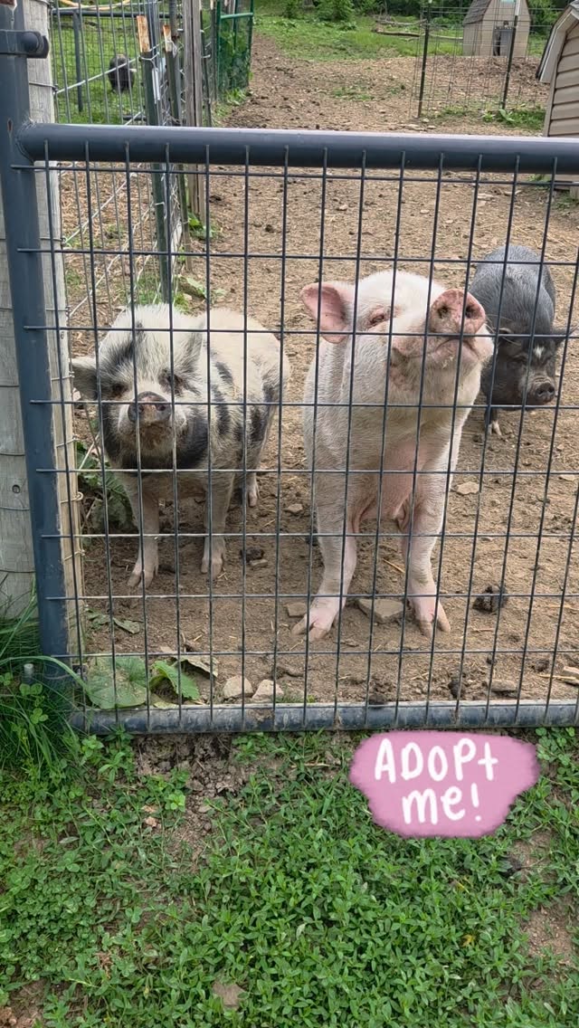So many adoptable pigs just waiting for their forever home! We have 17 pigs available for adoption at Pigsburgh Squealers Rescue, all are fixed and super sweet. Head over to our website to see who is available or send us a message 🩷🐷 bit.ly/pigsatPSR
#adoptme #adoptable #oink #animalrescue #piggy
