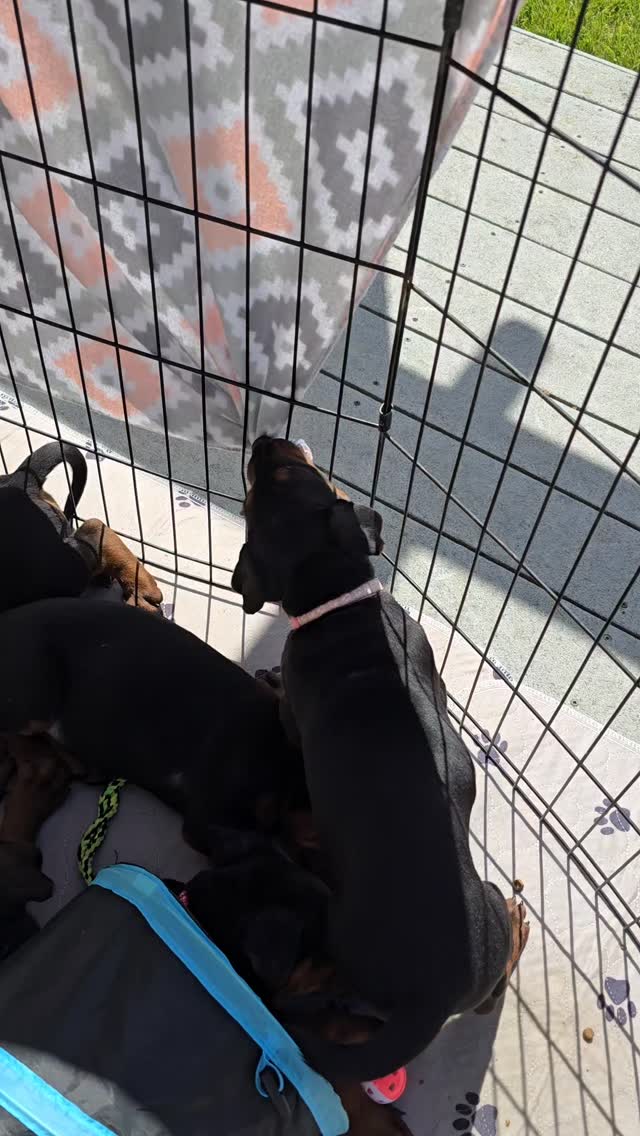 Feisty Girl
-
Laizhou hong chinese red dog
-
Nothing for sale, DM to inquire about the breed!
-
dutch shepherd sighthound #rarebreed #protectiondog #chinesereddog beauceron schutzhund protection dog psa german shepherd guard dog trainer preservation chinese red dog #dobie
