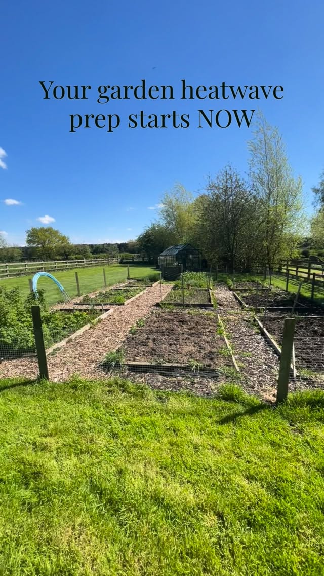 👩🏽🌾 The first real heatwave of the year is coming ☀️
With temperatures up to 32°C this weekend.
The best way to help your garden cope with heat actually starts before it arrives.
1. Water deeply once not little and often. It encourages roots to grow deeper where moisture lasts longer.
2. Feed for resilience, not growth. A seaweed feed helps plants cope with heat stress and use water more efficiently.
3. Mulch your soil with bark, compost or straw to lock in moisture and keep roots cool.
4. Move vulnerable plants like pots, baskets, lettuces & seedlings into shade before the hottest part of the day.
A few small jobs now can make a huge difference once the heat arrives.
What are you doing to take care of your plants in this heatwave?
#thegranarygarden #gardeningtips #organicgardening #seaweedfeed #gardenmagic