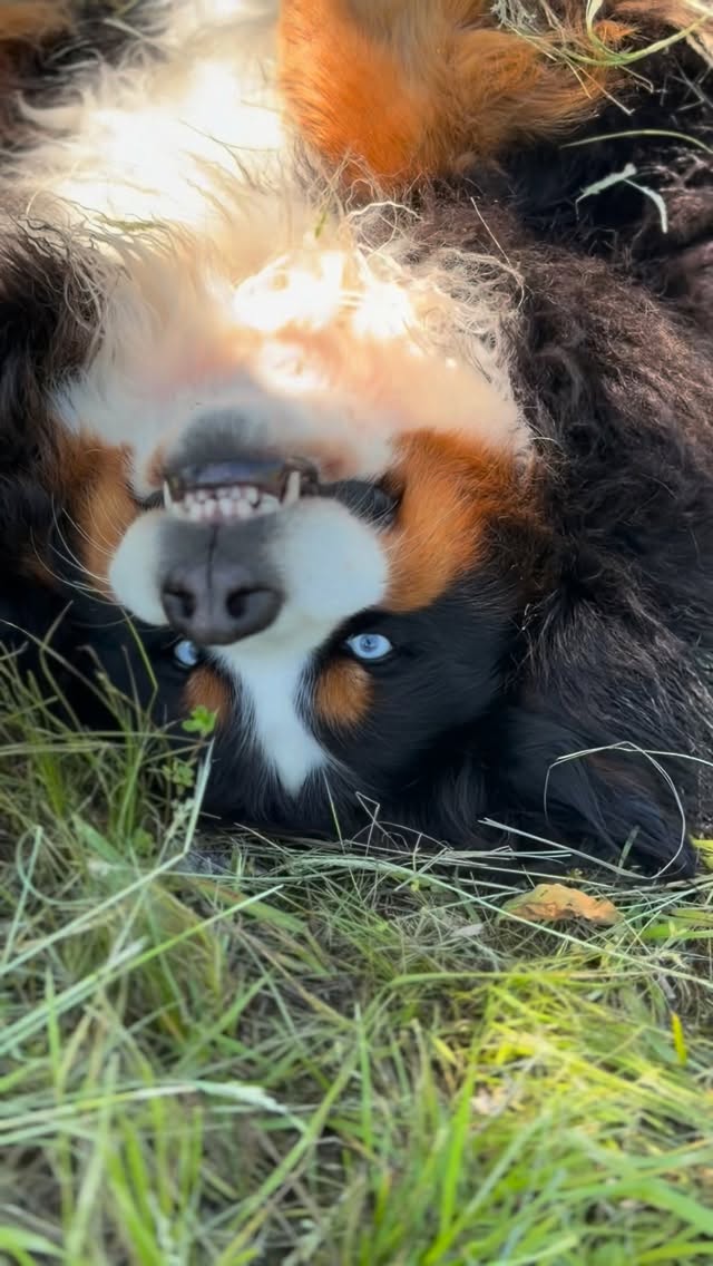 Lots of bathing happened today! certain someone’s got SKUNKED! #LKBernese