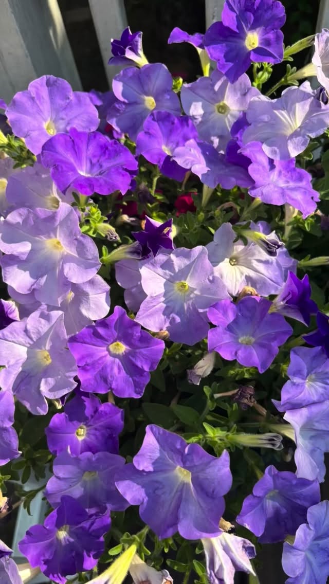 From my camera roll… on my walks. We put our hope in God who richly provides us with everything for our enjoyment.