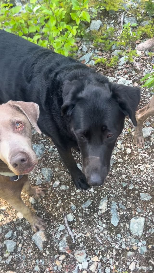 Practicing our recall just got a lot more interesting 😂 #biscuitspetcare #dogwalking #apexmovie #dogactors #dogsofinstagram