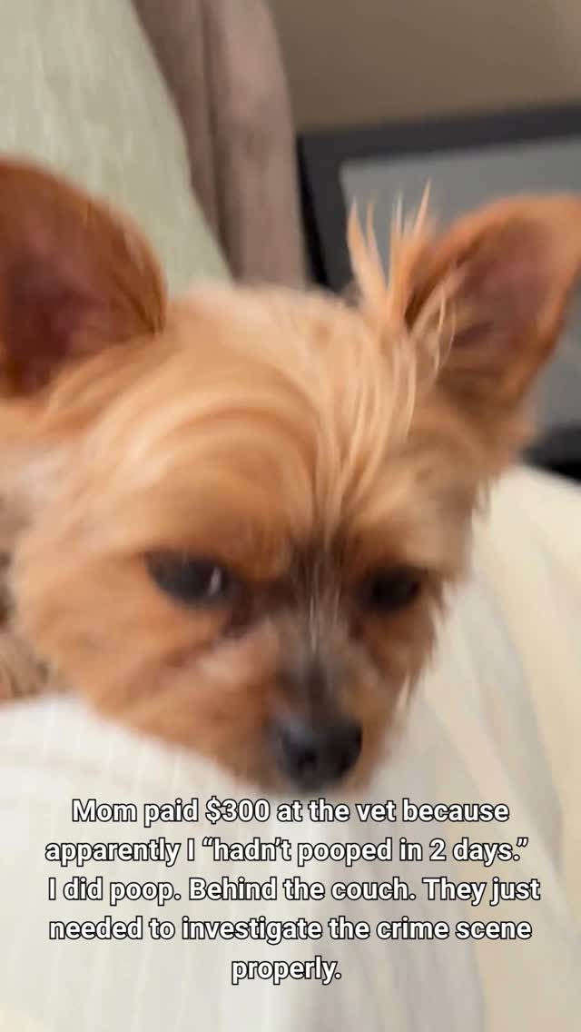 POV: your dog lets you panic, schedule a vet visit, and question your entire life… while the evidence was behind the couch the whole time. 😭🐾😂
Joshua really said, “Sounds like a human problem.”
Please tell me I’m not the only fur parent who’s gone into full FBI mode over their dog not pooping/eating/sneezing for 12 minutes. 👇😂
#YorkieTok #DogMomLife #FunnyDogs #YorkieLife #PetParents #DogHumor #SmallDogEnergy #YorkshireTerrier