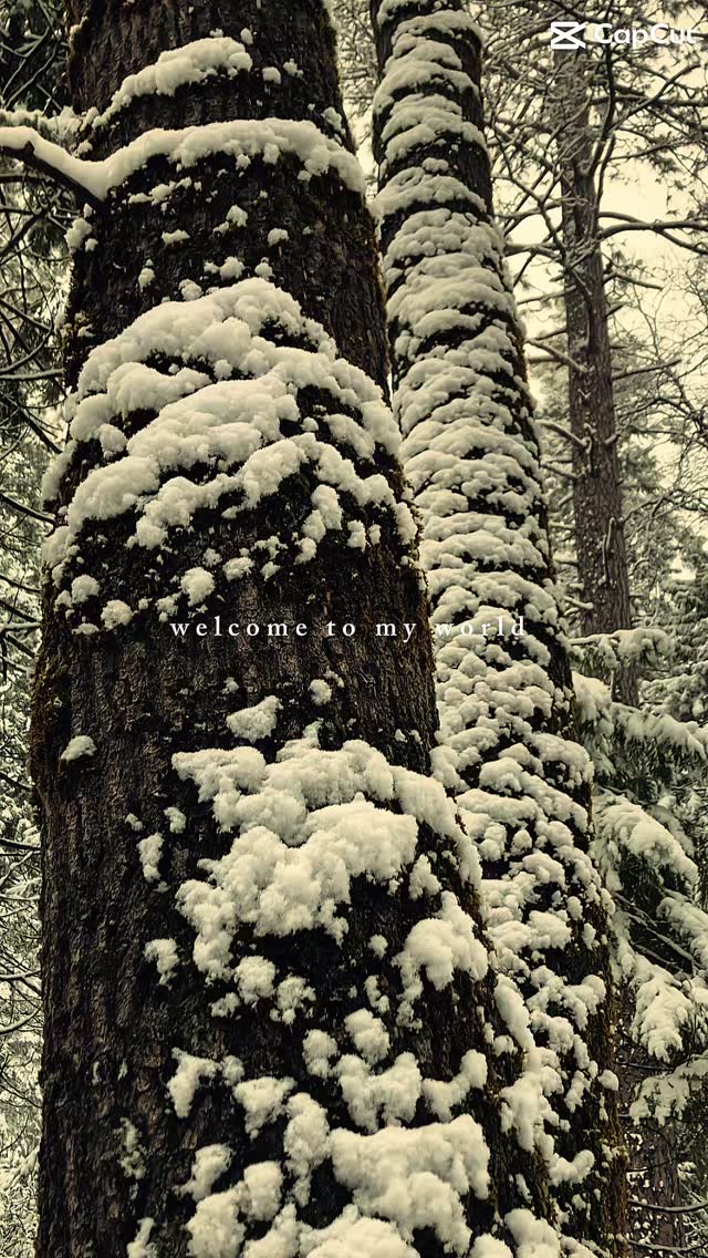 The snow has melted and spring is here. Although the flowers arenβt blooming in winter, the sparkling snow covered trees hold their own magic. I feel so blessed to live in this forest.
πβοΈππΈππ²
#brandeemaecreations #homegrownflowers #norcal #californiabeauty #luckygirl