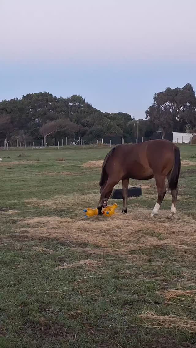 Happy Monday to all our amazing supporters 💛🐴
The last few weeks have been incredibly tough for us, but through it all we are staying positive, staying strong, and holding onto hope 🌈✨ Every single day, these beautiful four-legged angels remind us why we keep fighting and why all the hard work is worth it 🐎❤️
We are still working tirelessly behind the scenes to secure land for our rescue, and we promise to keep everyone updated as things progress 🙏🏡 Thank you for standing by us, believing in us, and supporting our journey — it truly means the world 🌍💫
For now, we wanted to share a little funny video that brought huge smiles to our faces 😂🐴 We hope it brightens your day too and reminds everyone that even during difficult times, there is still joy to be found 💕
#tomrohaven #HappyMonday #RescueHorses #HappyHorses #HorseRescue Hope StayPositive RescueAnimals HorseLovers SanctuaryLife MakingADifference Blessed NeverGiveUp SpreadSmiles AnimalRescueLove
