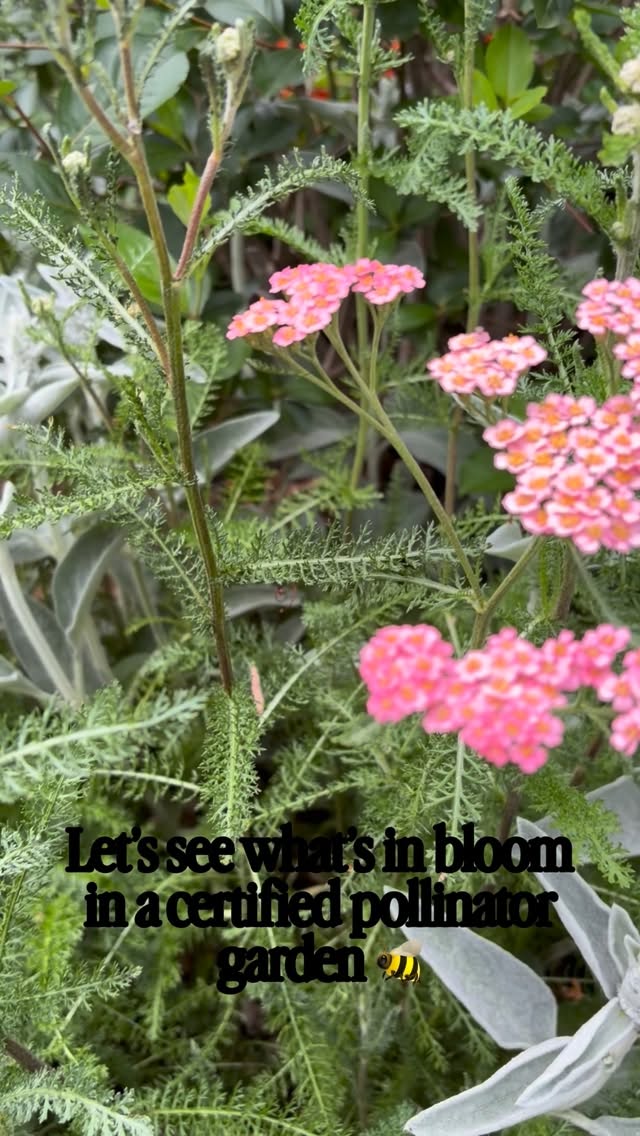 The amount even surprised me. #gardening #plantsmakemehappy #gardenknowhow #gardendesign some #nativeplants it doesn’t have to be 100%.