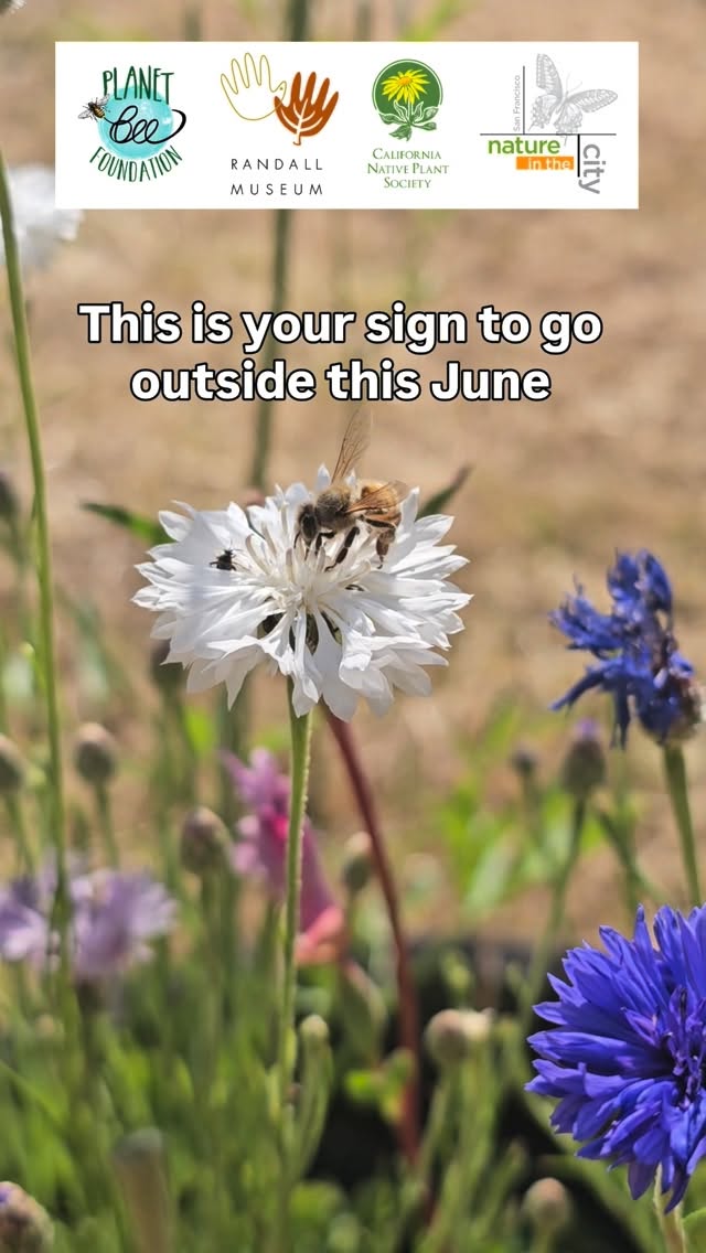 This June, we’re heading outside and we want you to come with us! 🐝🌿
Our Native Bee Garden Tour Series is three free Saturday events across San Francisco, and each one is a chance to slow down, get curious, and discover the incredible world of native pollinators right in your backyard.
Join us on June 6 at the @randallmuseum, June 13 at the Bernal Cut, and June 20 at the Green Hairstreak Corridor. Each event runs 11am to 1pm, is completely free, and welcomes all ages. Grab a Bee Bingo card and join us for all three!
RSVP link in bio. Spots are limited so don’t wait!
#nativebee #sanfranciscoevents #familyevents #pollinators