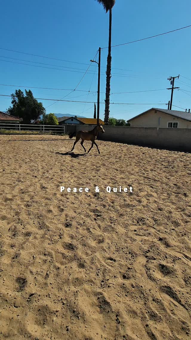 Everyone needs peace and quiet in their lives 😌
Share this reel with somebody who could use some today.
#relaxing #horses #peace #quiet #therapy