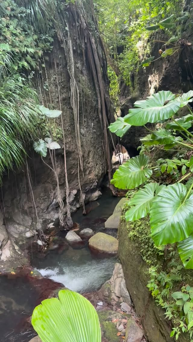 Majestueux 😍
Ce canyon est méconnu en Guadeloupe, c’est pourtant l’un des plus impressionnants (ce n’est pas grande plaine).
Qui le connaît ? 🙋🏻♂️