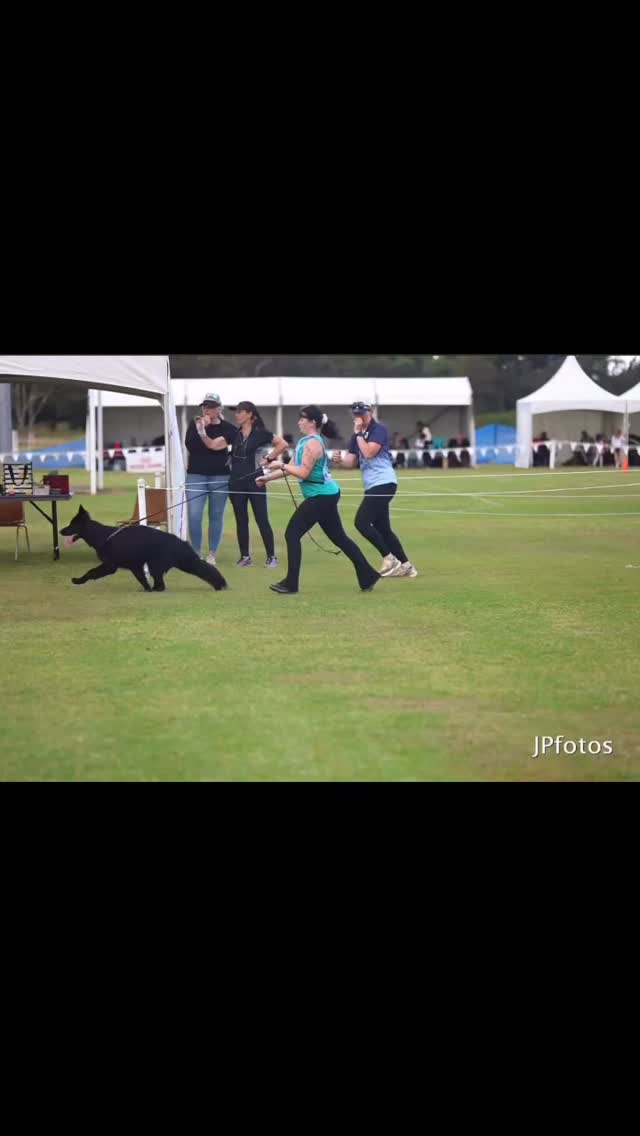 CH Gilarisha Viva Kokovee AKA Koko @ 52nd GSD Nationals. Photos taken by Jacinta Poole