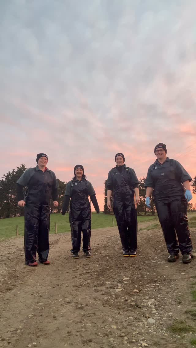 Drying off over running anyday #strava #dairyfarming #nzfarming #southland #vetmed