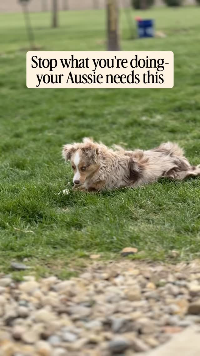 Your Aussie probably doesn’t need more exercise.
They need more help learning how to TURN OFF. 👀
A lot of high-drive dogs accidentally become really good at:
• staying hyped up
• demanding constant entertainment
• pacing, barking, whining, reacting
• always looking for the next job
And honestly… sometimes we accidentally train that without realizing it.
Throwing the ball 47 more times won’t automatically create a calm, balanced dog.
It often just creates a dog with incredible stamina. 😅
What actually changes life with an Aussie is intentionally teaching:
• self-control
• patience
• how to settle
• how to exist without constant stimulation
• how to be calm inside the house too
That can look like:
• practicing “place” while life happens
• rewarding calm behavior randomly throughout the day
• structured crate/rest time
• waiting at doors
• learning to relax before getting what they want
• short training moments built into real life
The goal is not to shut down your dog’s personality.
Aussies are supposed to be smart, fun, driven, and a little extra. 😉
The goal is balance.
A dog that can go hike, train, explore, and play…
BUT also knows how to breathe and settle when the adventure is over.
That’s the Aussie most people are actually hoping for. 🐾
#MiniAussie #MiniAmericanShepherd #AussiePuppy #DogTrainingTips #miniaussiepuppy