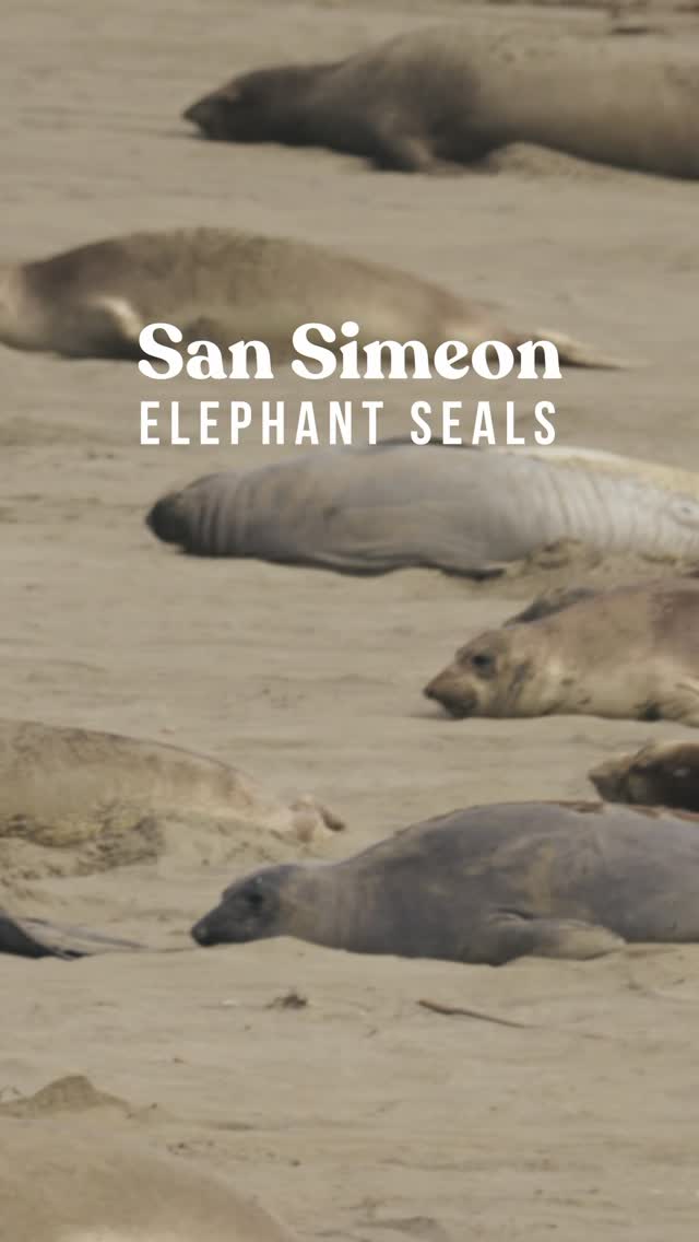 Have you seen elephant seals this close before?
Quick vista point stop along Highway 1.
📍San Simeon, CA