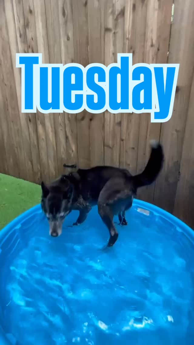 Don’t forget to bring your dog to Tuesday pool days! Every Tuesday until September 9th! No extra cost. Dry zone available upon request
Arlington and Dallas Dig daycare and boarding locations