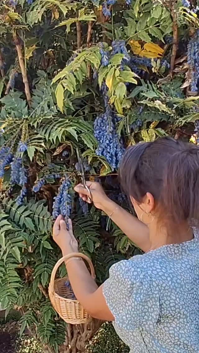 The Mahonia or Oregon Grape Shrub isn't just there for the birds or to prick your fingers on whilst gardening. Those beautiful berries make the most wonderful jam!
With a taste very similar to blackcurrant jam, it's the perfect time to harvest and make your first preserves of the year.
600g berries - removed from stalks and washed
1 small eating apple diced (don't remove the peel or core)
300ml water
Simmer for approx 20mins. Mash with a potato masher. Pour through a jam bag ot cheese cloth. If you can allow this to drip into a bowl overnight.
Add juice to a saucepan along with 265g sugar.
Bring to a boil and simmer until tge temperature reaches 104°C. Pour into clean, warm jars. Enjoy!
Welcome to Joy as it Flies, your cosy corner for creative living! Join us for delightful 'cook with me' vlogs and easy-to-follow recipes that bring joy to your kitchen. We also share our passion for fibre arts, offering inspiring sewing vlogs, practical tutorials, and beautiful crochet patterns and guides. Whether you're a seasoned maker or just starting your creative journey, find inspiration for food, lifestyle and fashion, and experience the joy of creating from scratch alongside us!
#jam #preserving #foodfromscratch #oregongrape #mahonia