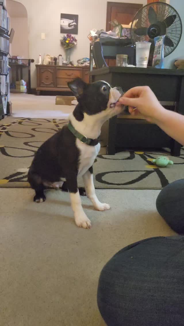 Hand cues are great enrichment for dogs because they make them really focus and think through what you’re asking.
They can also be incredibly helpful for senior dogs or dogs with hearing loss, like my Angel was ❤️
And honestly? On super hot days when a long walk isn’t safe, little training sessions like this can go a long way!
A few minutes.
Some treats.
A dog feeling successful.
That still counts 🐾
Follow me for more puppy parenting tips 🐶