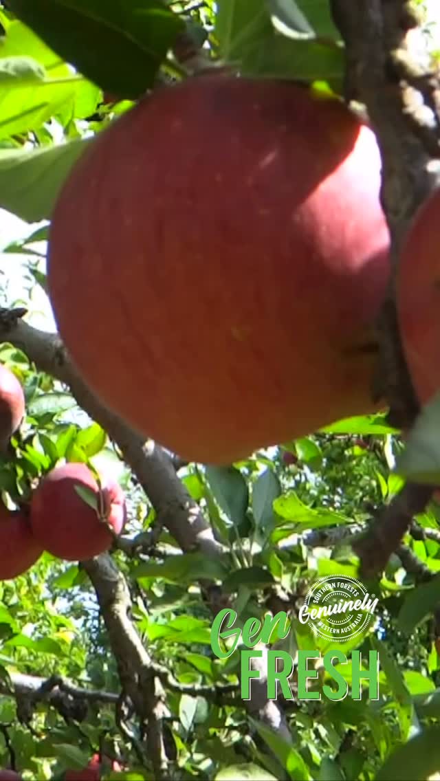 🍎 It’s been a great season for Southern Forests apples, with ideal growing conditions across the region producing some of Western Australia’s freshest and crunchiest apples.
The Southern Forests produces an incredible variety of apples thanks to the region’s cool climate and rich soils. From sweet Galas to crisp Granny Smiths, the region grows apples to suit every taste. Popular late-season varieties like Pink Lady and Bravo™, known for their deep burgundy skin, are picked towards the end of harvest and store beautifully in the fridge while keeping their crunch and flavour. 🍏
Did you know the Southern Forests grows over 61% of Western Australia’s apples? It’s one of the region’s most significant crops and a big part of what makes this area such an important food bowl for the State.
Whether you enjoy them fresh, baked into a pie or packed into a lunchbox, there’s nothing quite like Southern Forests apple. 🍏
Which apple variety are you choosing? 👇🍎
#GenFresh #GenuinelySouthernForests #GenFreshinSeason #southernforestswa