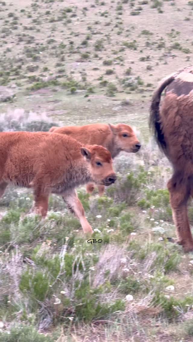 The red dogs are getting so big so fast!! This one was awfully suspicious of me!
#wildlife #nature #buffalo #bison #foryoupageシ