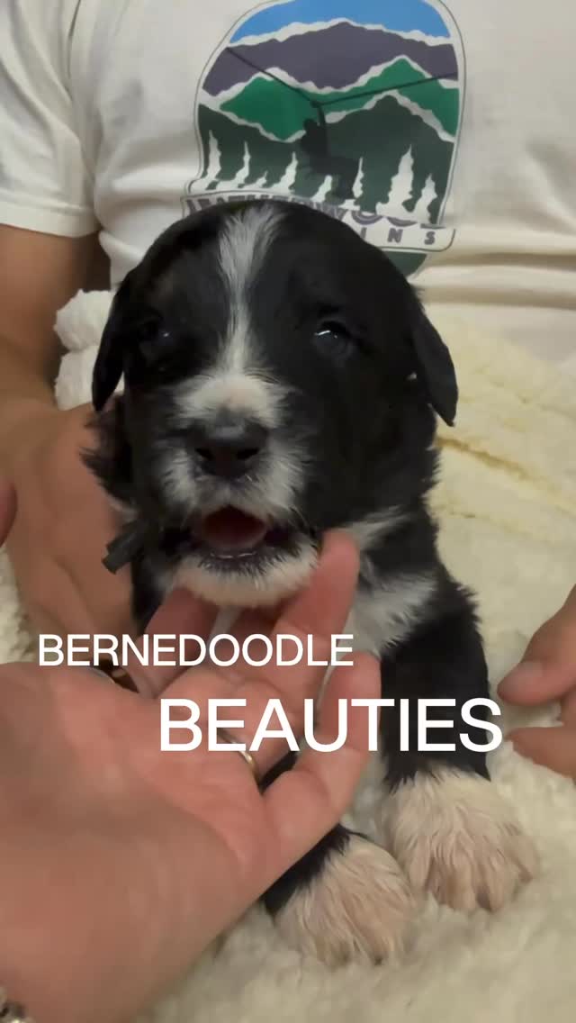 Three weeks of Sweet Treats with this crew!! Loving every minute @elevatedstandardsnc ❤️💙❤️#bernedoodlepuppy #bernedoodlesofinstagram #bernedoodle #bernedoodlepuppies #pupplove