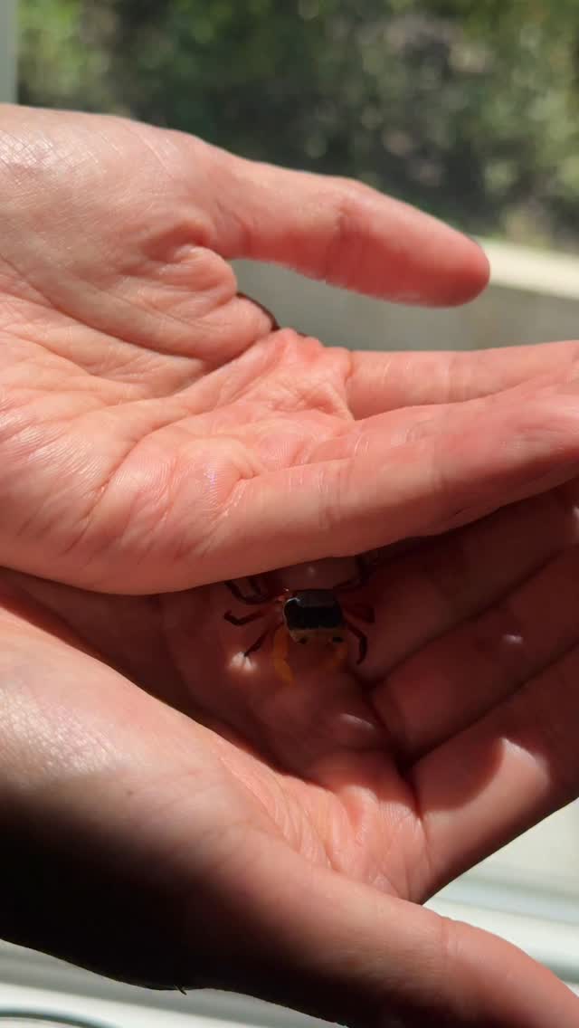 My model for the day, any moment they could sprint off my hands. They need to trust you and feel comfortable to let them climb on you and move gently. They’re actually very fast creatures, in a blink of an eye they could be gone.