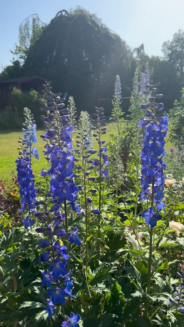 Beautiful delphiniums in bloom- nearly as tall as me! If only Mother Nature knew when I had weddings- these would be perfect for milk churns- 3 weeks too early! No music needed, just the sounds of nature.
#mothernature #delphinium #flowergrower #milkchurns #hotcat