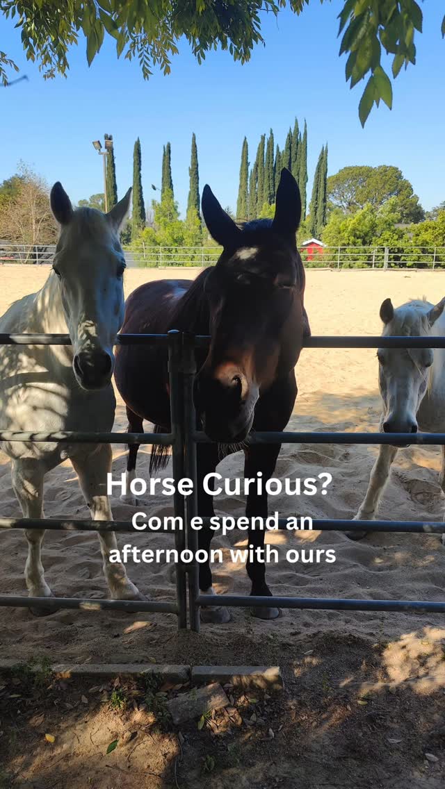 You don't need experience. You just need curiosity. š“
The Horse Connection is a relaxed afternoon for adults who feel drawn to horses but have never had the chance to really be with them. Groom
them. Walk with them. Feel their presence. Let them respond to yours.
š
June 14 | 2:00 PM | Limited to 6
š $115 | Optional riding experience +$45
Link in bio āĀ specialspirit.org/events