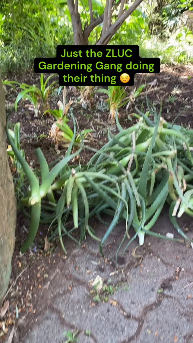 The Guys and Gogos of the Gardening Committee were back in action today, making the most this mild-May weather.
Help us keep this going by making a donation so we can keep funding our gardening days and paying our professional gardeners. Visit zoolake.co.za to make your contribution. 💚