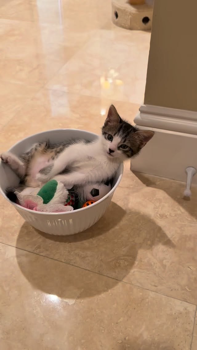 He answered like he pays the bills around here 😭🐾
Think you can handle this level of tiny entitlement? 😭🐾
Apply to foster and save a life. ❤️ 🔗 Link in bio