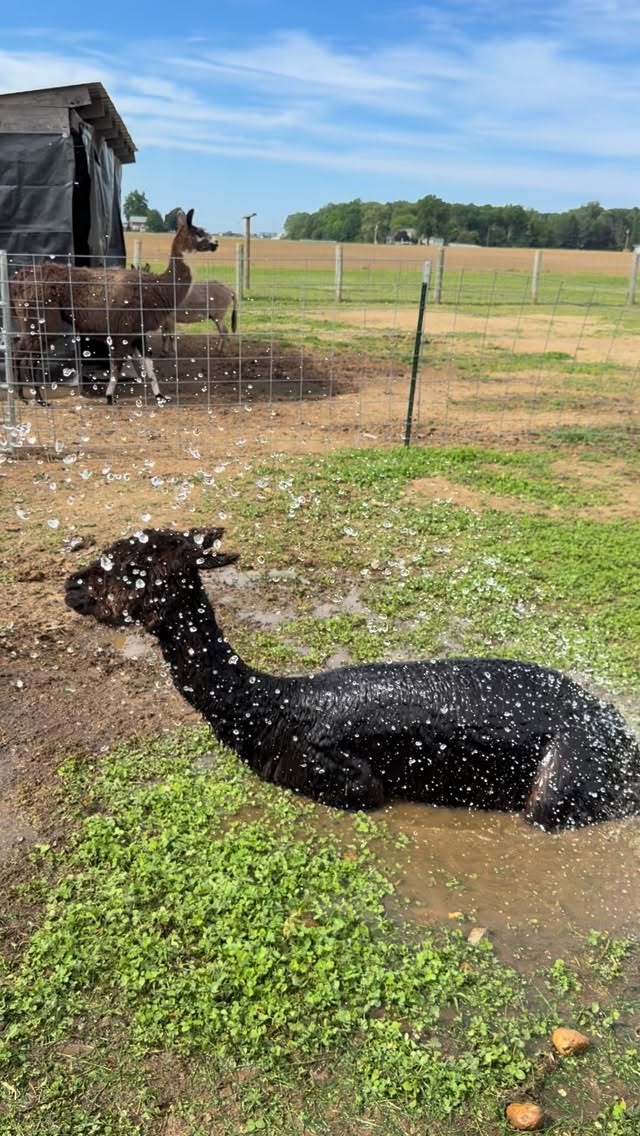 Not spoiled… just properly cooled off 🖤🦙
#mudbath #alpacasofinstagram #farmlife #farmanimals #redwagonfarmnj