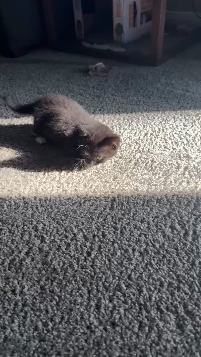 Serrano being the cutest little baby! 🌶️🐱 Listen to that mighty purr!