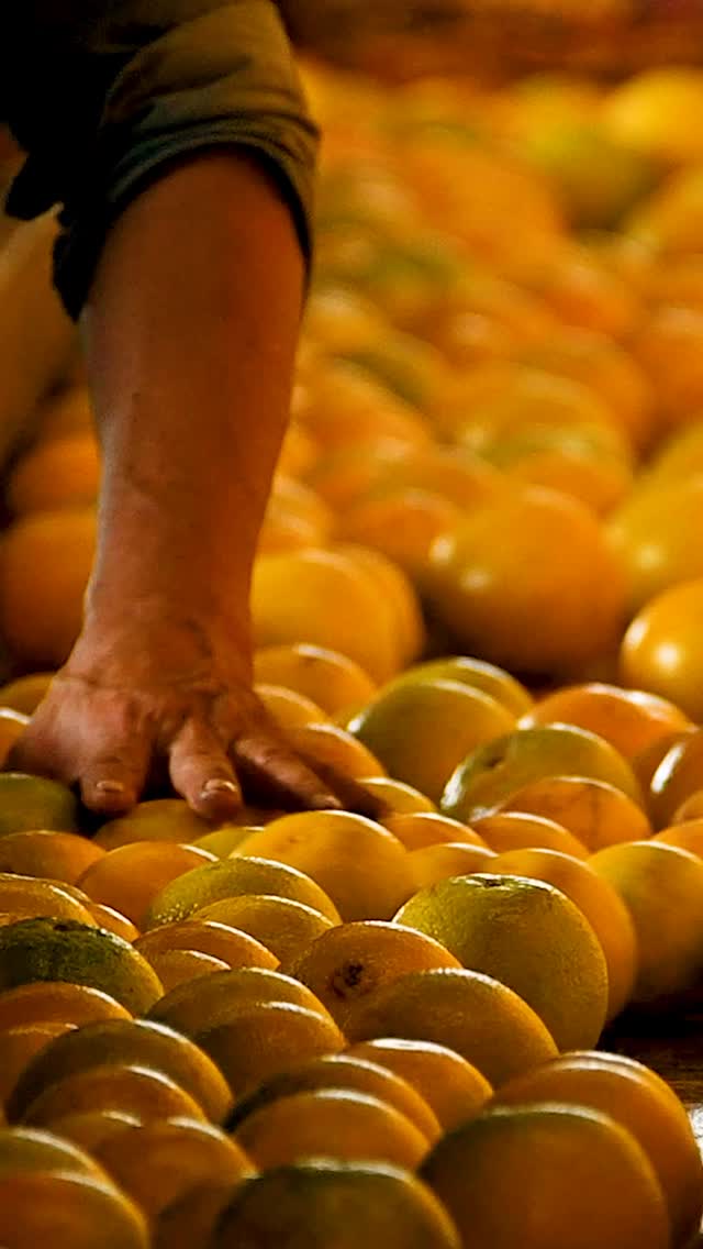 A época da colheita das laranjas começou!
Desejamos a todos os produtores uma excelente colheita.