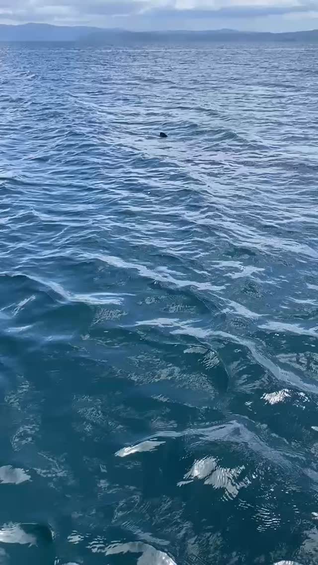 The ocean knew exactly when to send her messenger🐋
The whale shark appeared like a blessing🤍
what a gift🥹🩷🩷🩷🩷 Thank you Ocean🌊
#costaricaretreat #womenretreat #whaleshark #whalesharkcostarica #costarica #puravida❤️🇨🇷