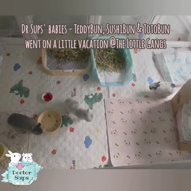 Hello, it’s Dr Supanee here.
As many of you know, I have three little retired, medically complex bunnies — the supporting pillars behind Doctor Sups Veterinary. Going away is never easy: the anxiety, the planning, the medications, the “what ifs” — probably just like how many of you feel whenever you have to leave your own fur babies behind.
I recently had to travel abroad to see my family, and during that time my babies stayed with Jessy and her lovely family @thelittlegangs
As a veterinarian, trusting anyone with medically complex rabbits and guinea pigs does not come easily for me. But Jessy cared for them with so much patience, kindness, and attention to detail, and I am deeply grateful for the love she and her family gave my little ones while I was away. They were so happy in their care.
For anyone looking for experienced and compassionate boarding for bunnies and piggies, especially those with medical needs — I truly cannot recommend The Little Gangs enough.
Sadly, my sweetest girl SushiBun became unwell the night before I returned. She held on until I got home, and two days later, I had to make the difficult decision to gift her angel wings, all within the comfort of her own home, surrounded by her brothers. She is now safe again with LittleBun.
Perhaps one thing that isn’t often spoken about is the grief veterinary staff carry when it comes to our own pets. We spend so much of our lives holding space for others in their most vulnerable moments, but when it comes to our own, holding both roles — the veterinarian/ nurse and the pet parent — can be one of the hardest things to carry.
After almost ten years as a pocket pet veterinarian, I’ve learned that it never really gets easier when it’s one of your own, and I don’t think there is any veterinary training that truly prepares you for that.
So tonight, and every night moving forward, hug your little ones a little tighter for us. Thank you for the kindness all of you have shown us during this difficult week.
- Dr. Supanee