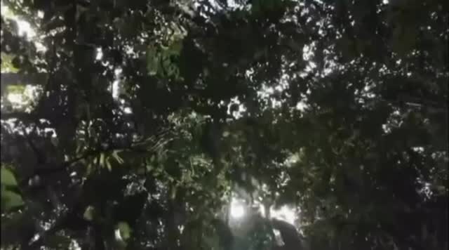 No oeste do Pará, pesquisadores atravessaram rios e caminharam por regiões remotas da mata até encontrarem uma gigante: um angelim-vermelho de 88,5 metros de altura, hoje reconhecido como a maior árvore da América do Sul e a quarta maior do mundo.
Mas a descoberta abriu uma pergunta ainda maior: por que árvores desse porte nascem justamente e somente nessa região da Amazônia?
É isso que o pesquisador Robson Borges de Lima e outros cientistas buscam compreender no PELD MIAG — Monitoramento Integrado de Árvores Gigantes da Amazônia, iniciativa do Programa Ecológico de Longa Duração (PELD), financiado pelo CNPq. O projeto investiga as condições que permitem o surgimento dessas gigantes que ajudam a armazenar carbono, influenciam o clima e sustentam a biodiversidade amazônica no Parque Estadual Ambiental das Árvores Gigantes da Amazônia (PAGAM), Unidade de Conservação criada em 2024 a partir da descoberta dessas espécimes.
A reportagem do Fantástico mostrou um pouco dessa jornada científica que acompanha, ao longo do tempo, os segredos de uma das áreas mais extraordinárias da floresta, mas sofre com ameaças constantes do garimpo ilegal. Confira no vídeo 👆