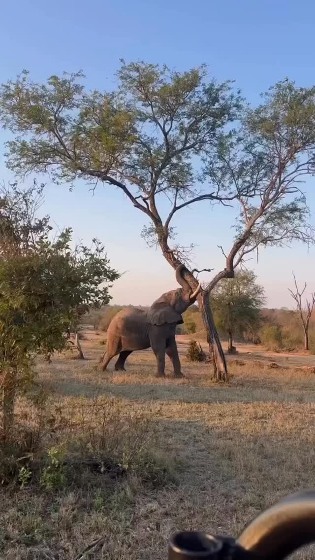 Raw power. Wild strength!