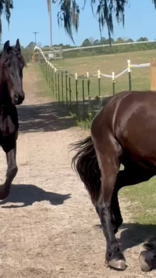 A Sanctuary for Your Soul in Ocala.
āRanchoReposo
#OcalaFlorida #HorseCapital #EquineHealing #