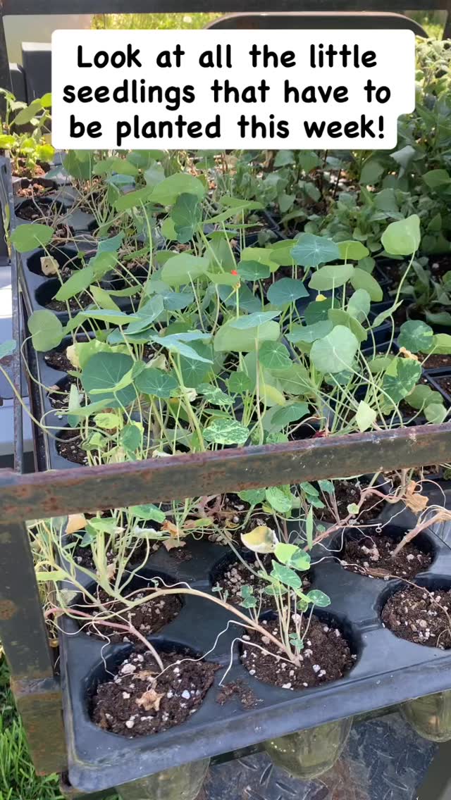 We are getting started on our spring planting!!! All of these little guys have to be planted this week. Wish us luck! #planting #plantingseason #plants #flowers #flowerfarm