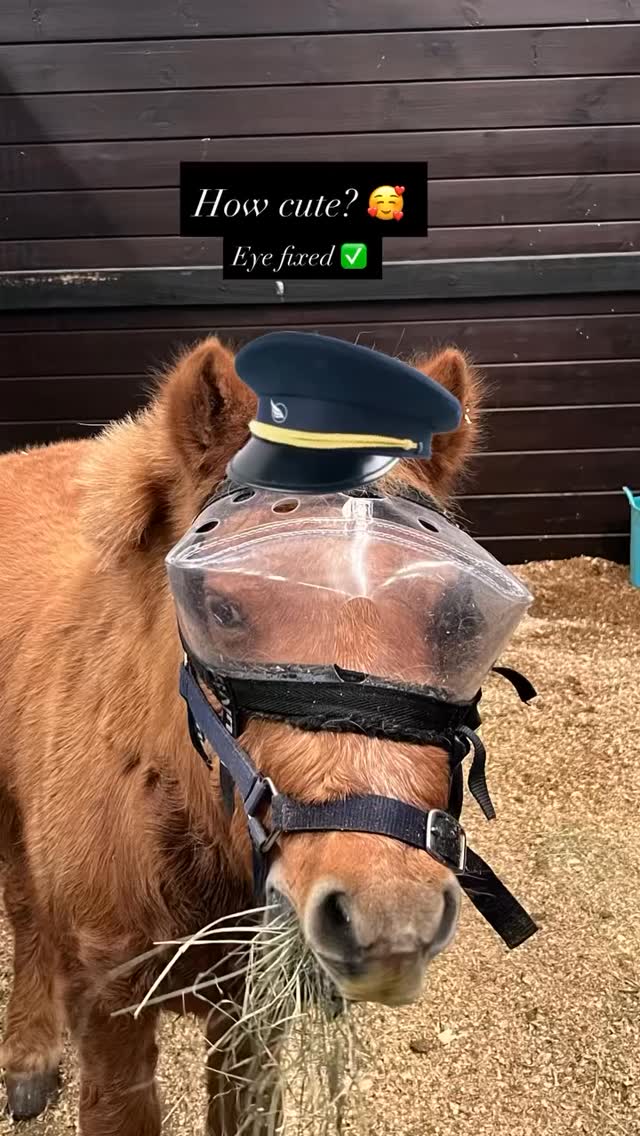 Eye problems, 👁️ no worries! This little one had an aggressive eye injury, is now on the mend ❤️🩹 #horsevets #southernhighlands #wollondilly #goulburn #goulburnvet