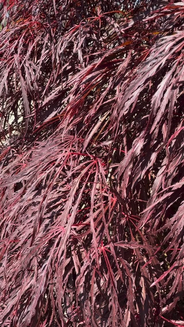 This Crimson QUEEN Japanese Maple waltzed into the nursery! 👑 She is unlike the others with her low-brancing elegance and we are mesmerized by this full beauty! 😍
☀️ Full to part sun
💧 Water deeply during first few growing seasons
♥️ Crimson color foliage, deciduous
🌬️ Protect from harsh weather
🪴 Container or landscape use
🌱 @monroviaplants