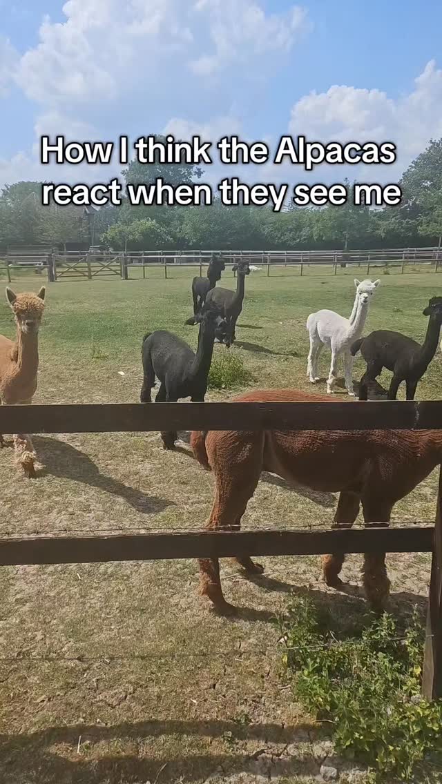 Think its more like not this girl with the camera again 😂
#alpacalife #alpacaofinstagram
#farmlifeuk #funnyreels
#meetthealpacas