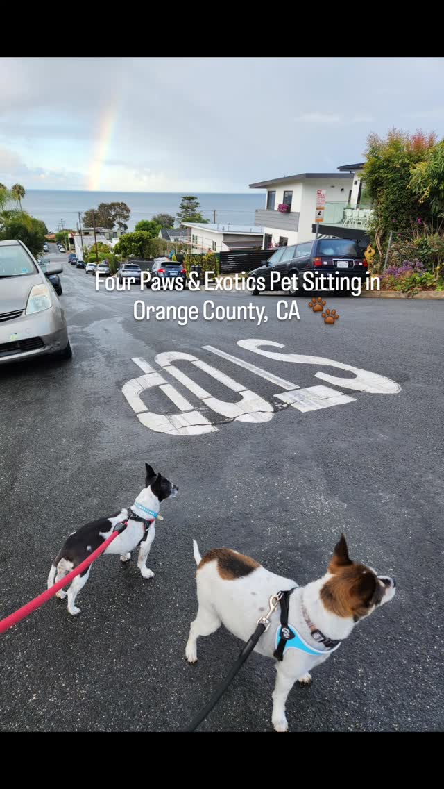 Just a rainbow 🌈 on our walk this morning in Laguna Beach
#orangecountypetsitter #orangecountydogwalker #rainbow