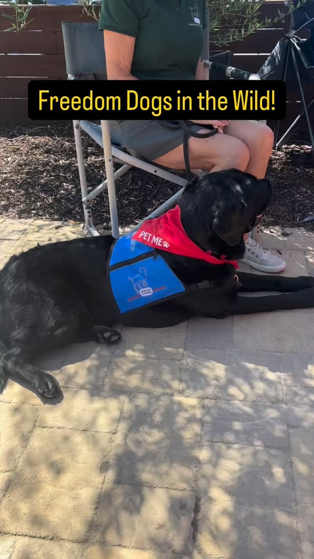 Our Freedom Dogs crew had a great time today @somersetwinerytemecula for the 6th Annual Mr. Mahalo Vintage Car Show! We met some new friends and saw some seriously impressive cars! We love finding new places to spread the word about the importance of Heroes for Our Heroes. Thank you @mr_mahalo and @somersetwinerytemecula for having us! #freedomdogsorganization #servicedogs #heroesforourheroes