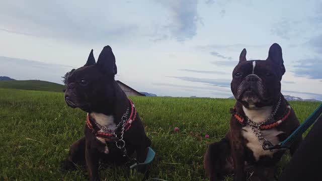 Alles unter Kontrolle😊🥰 wir geniessen den Sonnenuntergang.
Frenchies am Start🫶 #frenchbulldog