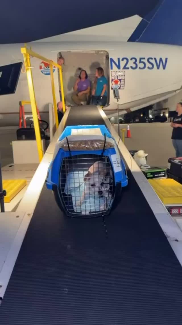 ๐จLive from Dallas.
Tonight, pets are flying from Texas to New Jersey and Connecticut, while another Wings of Rescue flight departs California in just a few hours headed to Indiana and New York.
10 large-scale transports in May.
More than 1,300 pets moved toward safety in one month alone.
Tonight, hundreds more get their first chance at a family.
Thank you for supporting our mission!
#LetTheFurFly