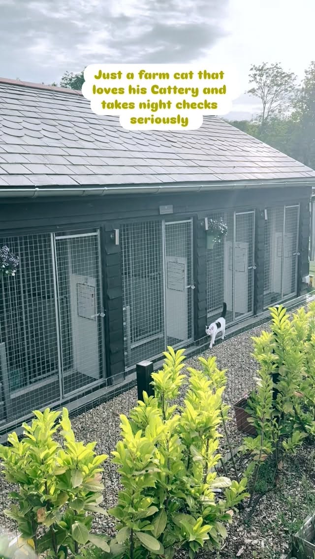 Every evening without fail π₯ΉπΎ heβs here for chats too if yours like company πββ¬
#cattery #catslovers #farmcat #catsgram #luxurycattery