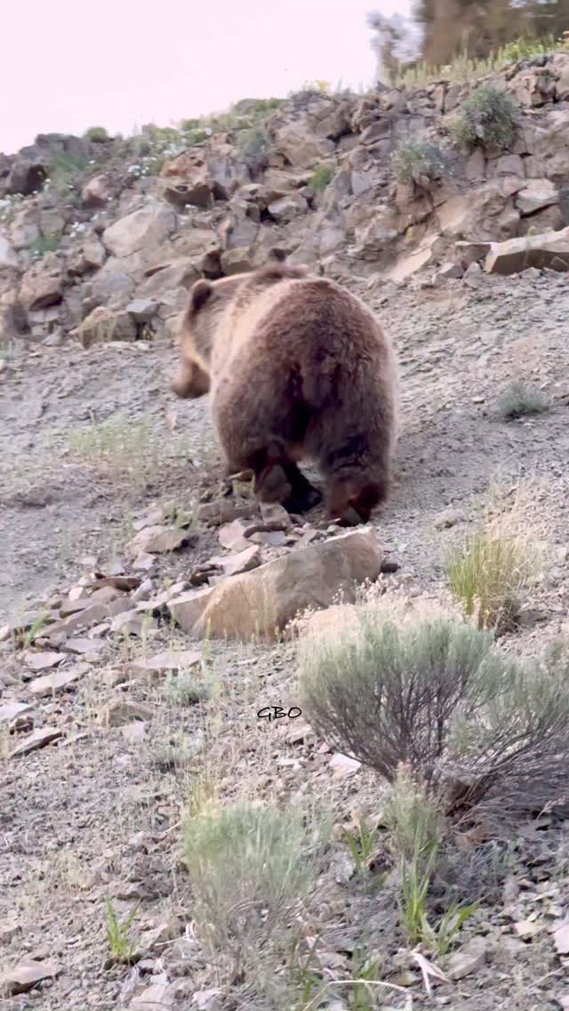 This young grizzly was being hazed away from the road and wasn’t happy about it.
#wildlife #nature #elk #foryoupageシ