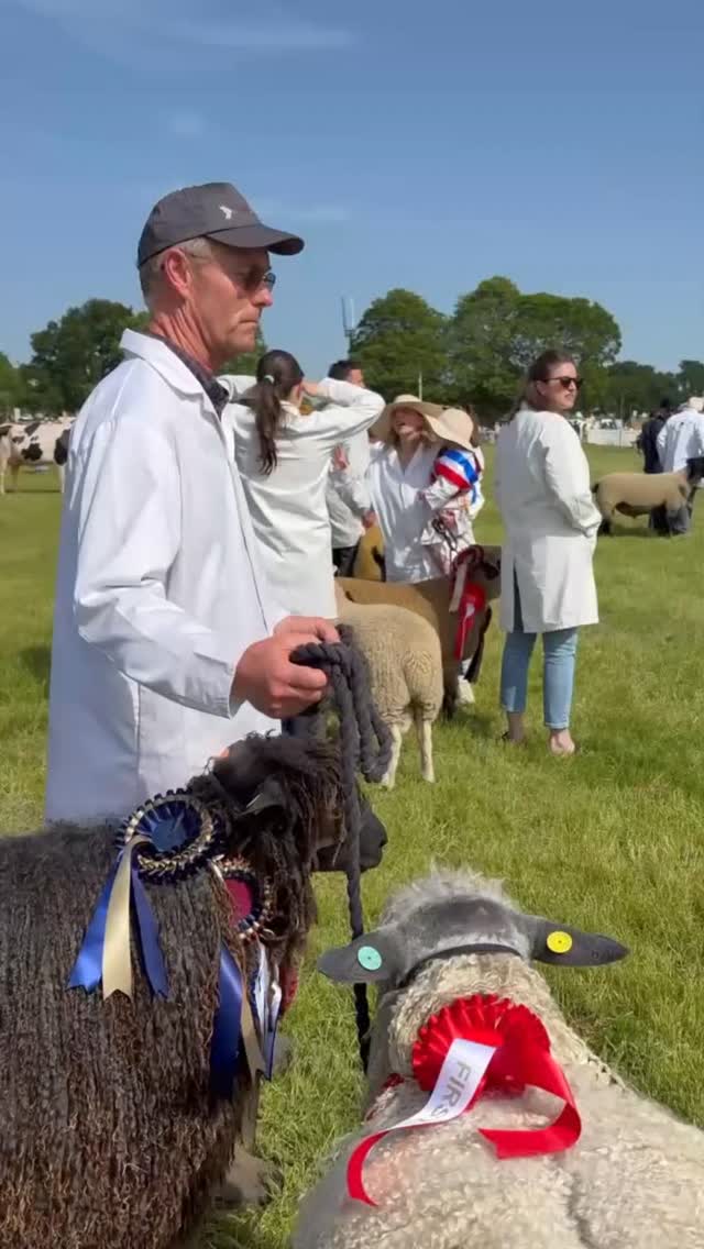#suffolkshow #wensleydalelongwool #wensleydalesheep #rbstrarebreed #campaignforwool