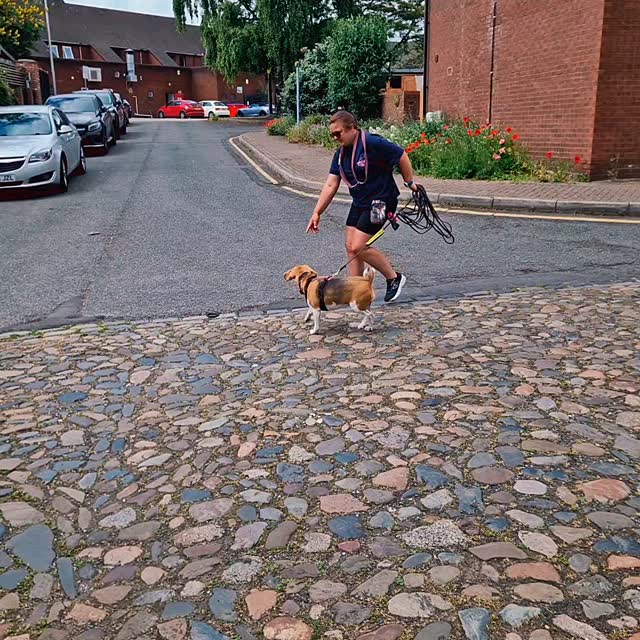 What a dreamy, summer time we had #mantrailing in #Sandbach Town this afternoon 😍.
We did some hiding in plain sight (remember, dogs use their noses instead so this is hard for them).
Audrey was first up and after a lovely multi-directional start and trip across town, the challenges were only just getting started. Our window shopping runner had saturated a pedestrian precinct with scent. Our detail-oriented Audrey then had to work out exactly where the scent was coming from... but it was moving. Eureka and such an excited indication from Audrey. Great work Team Audrey 👏 👍 👌
Team Hettie were on fire today and not just from the sun. Hettie was just wonderfully confident and her teammate responded even if at first there was slight doubt. Whenever a decision was to be made, Hettie found a way. Through town and market hall, across roads and... to the pub, testing preconceived ideas, Hettie wasn't phased and led her teammate to her find. Nice one Team Hettie 👏 👌 🙌
It's lovely seeing Gino's confidence blossom and today was no exception. We were in town. That's a place full of people and whilst we avoided busy areas, real life happens here and that can be challenging for Gino. As we've seen before though, he was working and despite coming across more people on a single trail than he would on his quiet, regular walks, he took them all in his stride. Great choices, confidently made and no reactive barking. Spot on for both trails for Team Gino. Great work 👏 😀 👏
Next availability for a super nose workout for dogs is later in June. Find out more at www.dogtrailing.co.uk